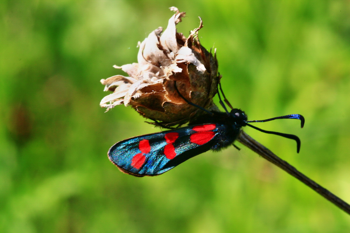 2013_06_24_00024165p_Bildgr��e �ndern