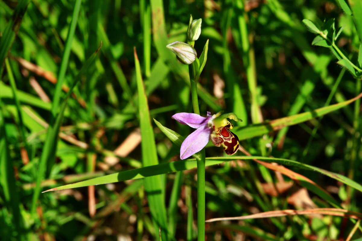 2013_06_24_00024169p_Bildgr��e �ndern