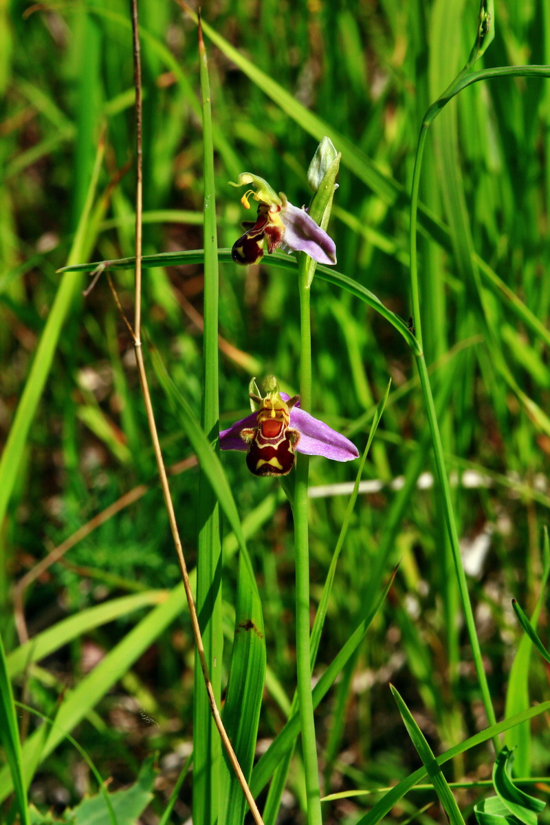 2013_06_24_00024172p_Bildgr��e �ndern