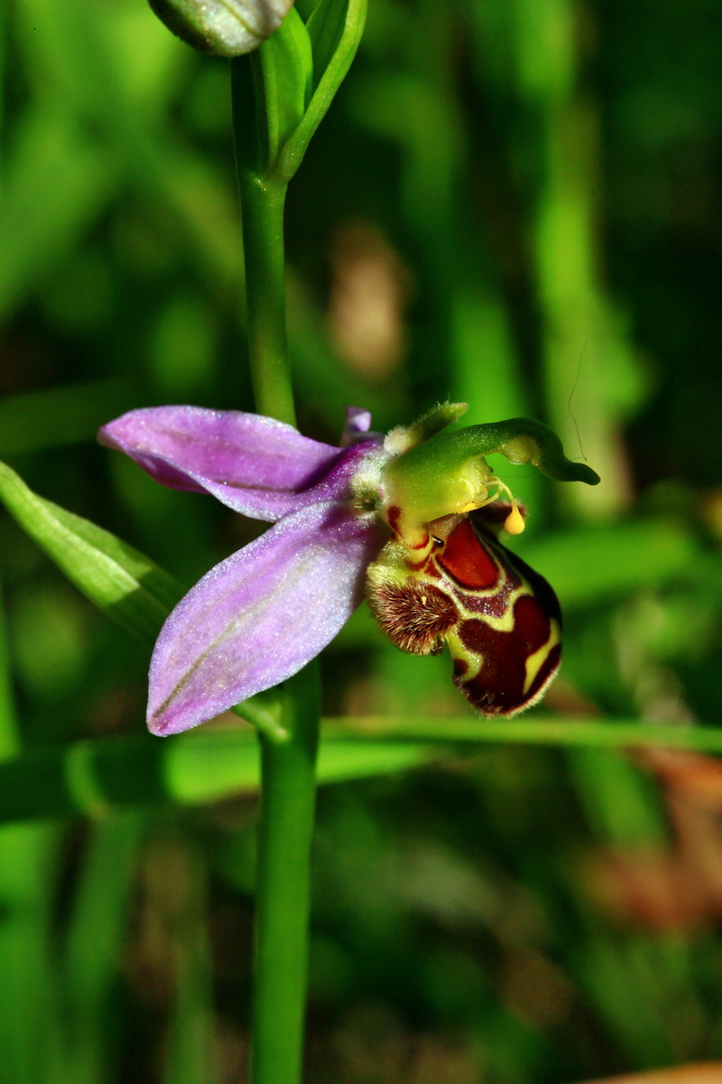 2013_06_24_00024177p_Bildgr��e �ndern