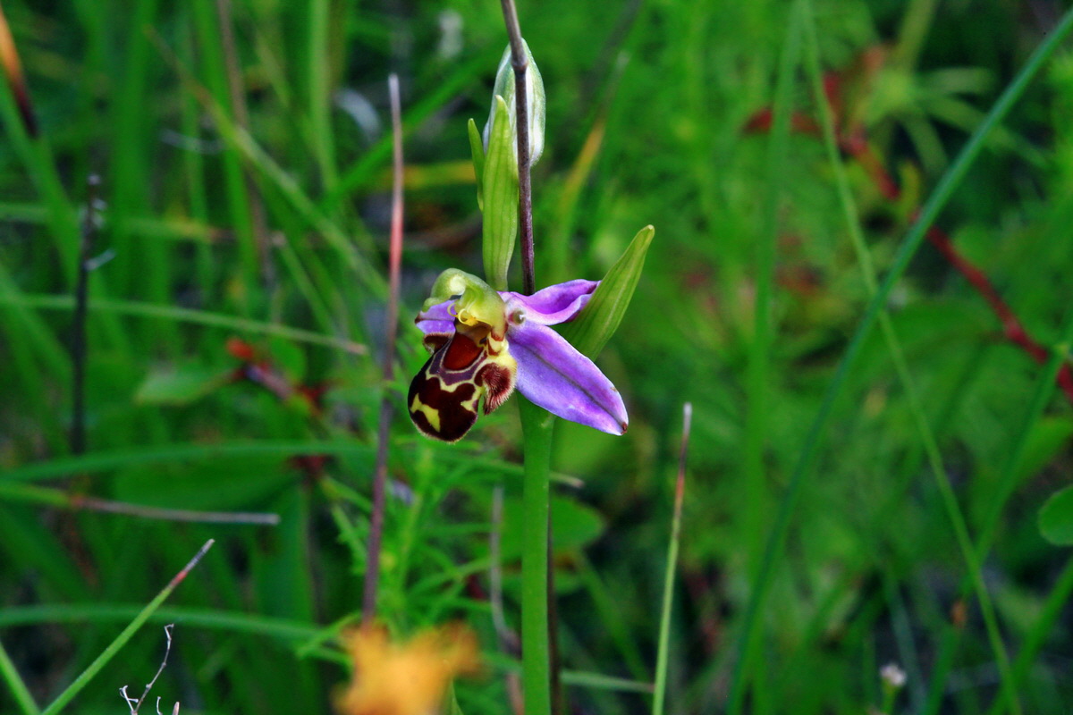 2013_06_24_00024235p_Bildgr��e �ndern