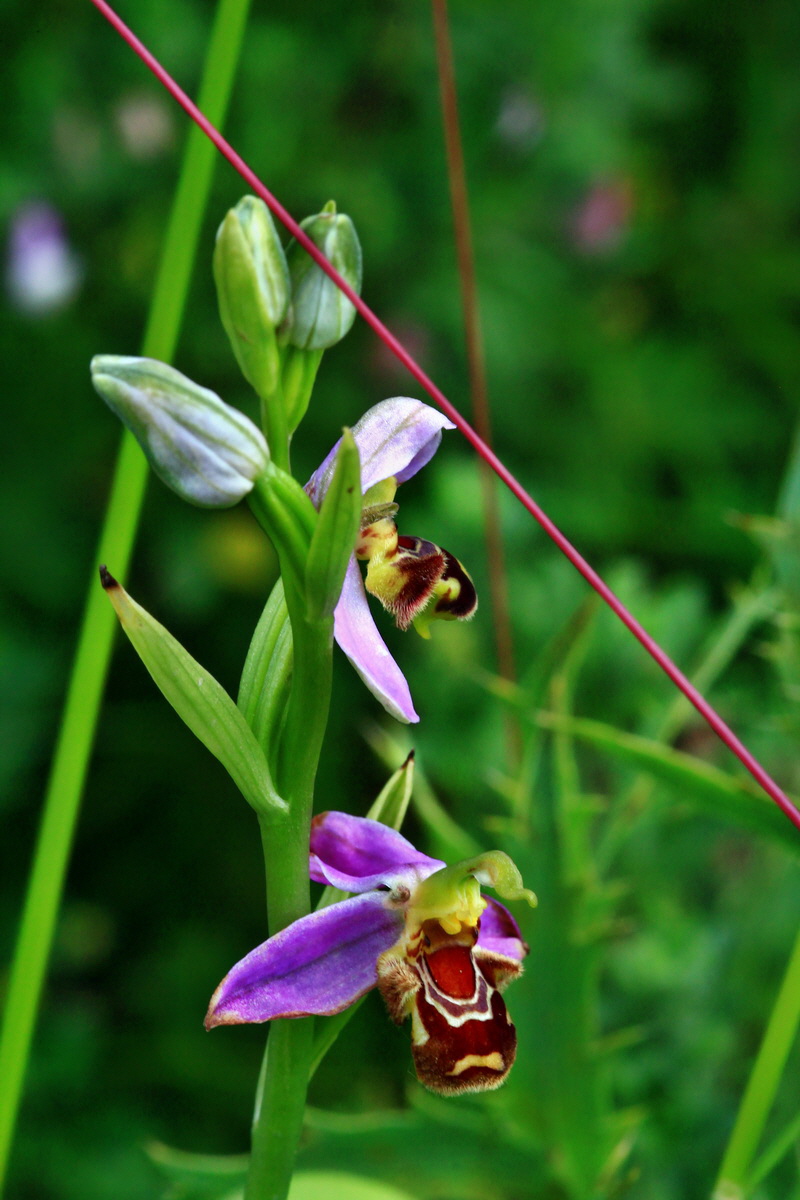 2013_06_24_00024259p_Bildgr��e �ndern