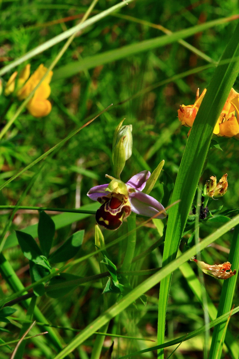 2013_06_24_00024268p_Bildgr��e �ndern