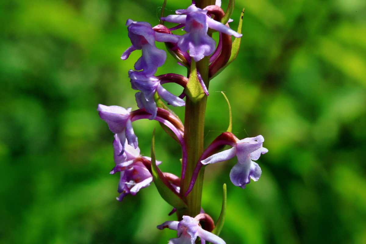 2013_06_24_00024296p_Bildgr��e �ndern