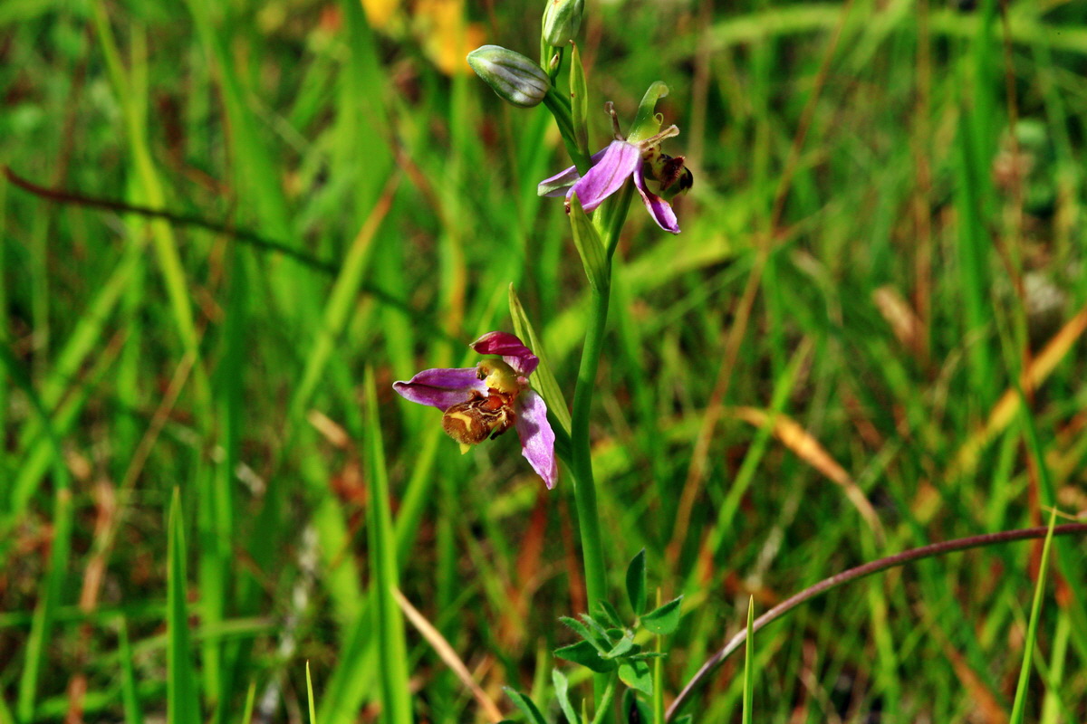 2013_06_24_00024306p_Bildgr��e �ndern