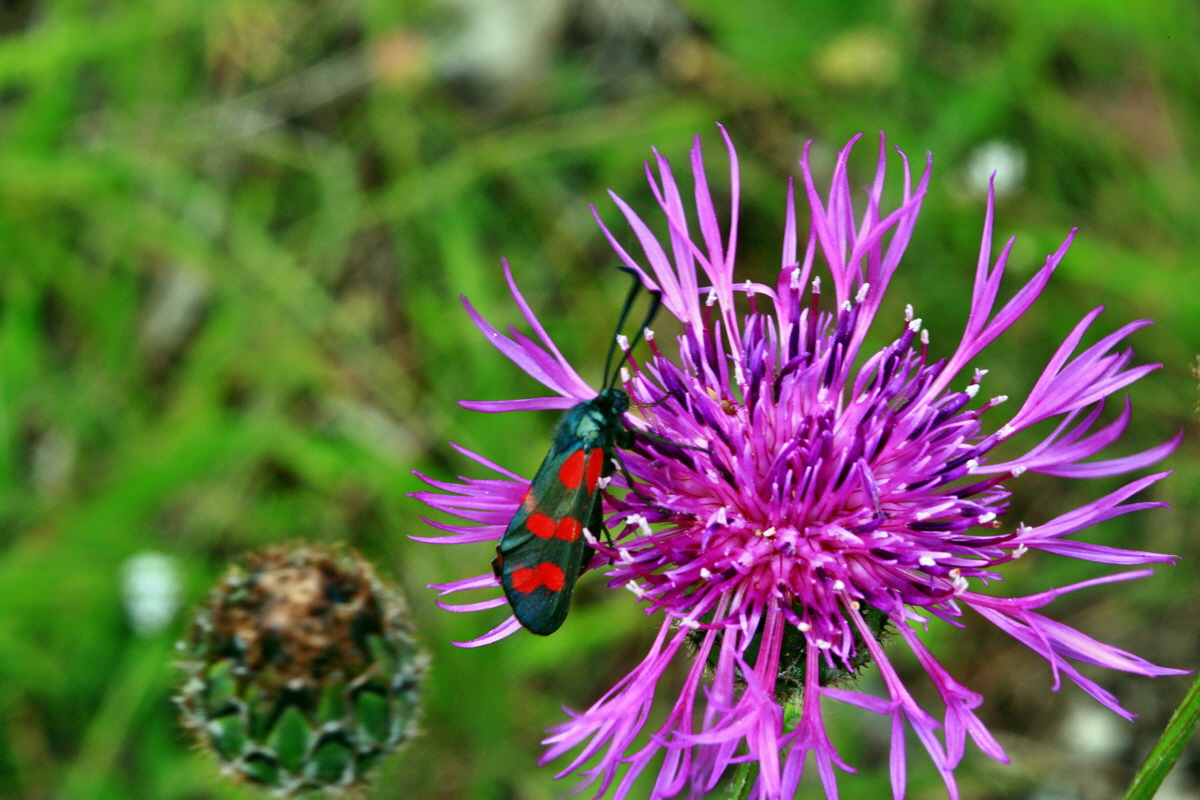 2013_06_24_00024329p_Bildgr��e �ndern