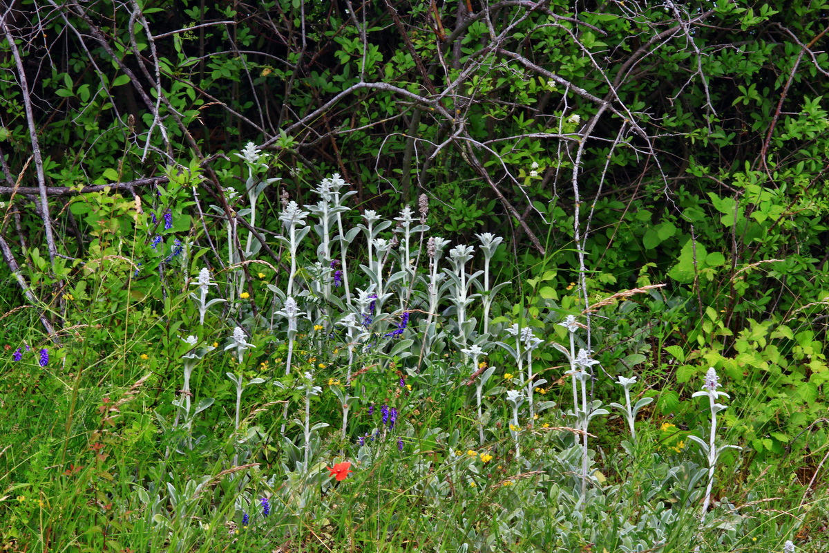 2013_06_24_00024333p_Bildgr��e �ndern