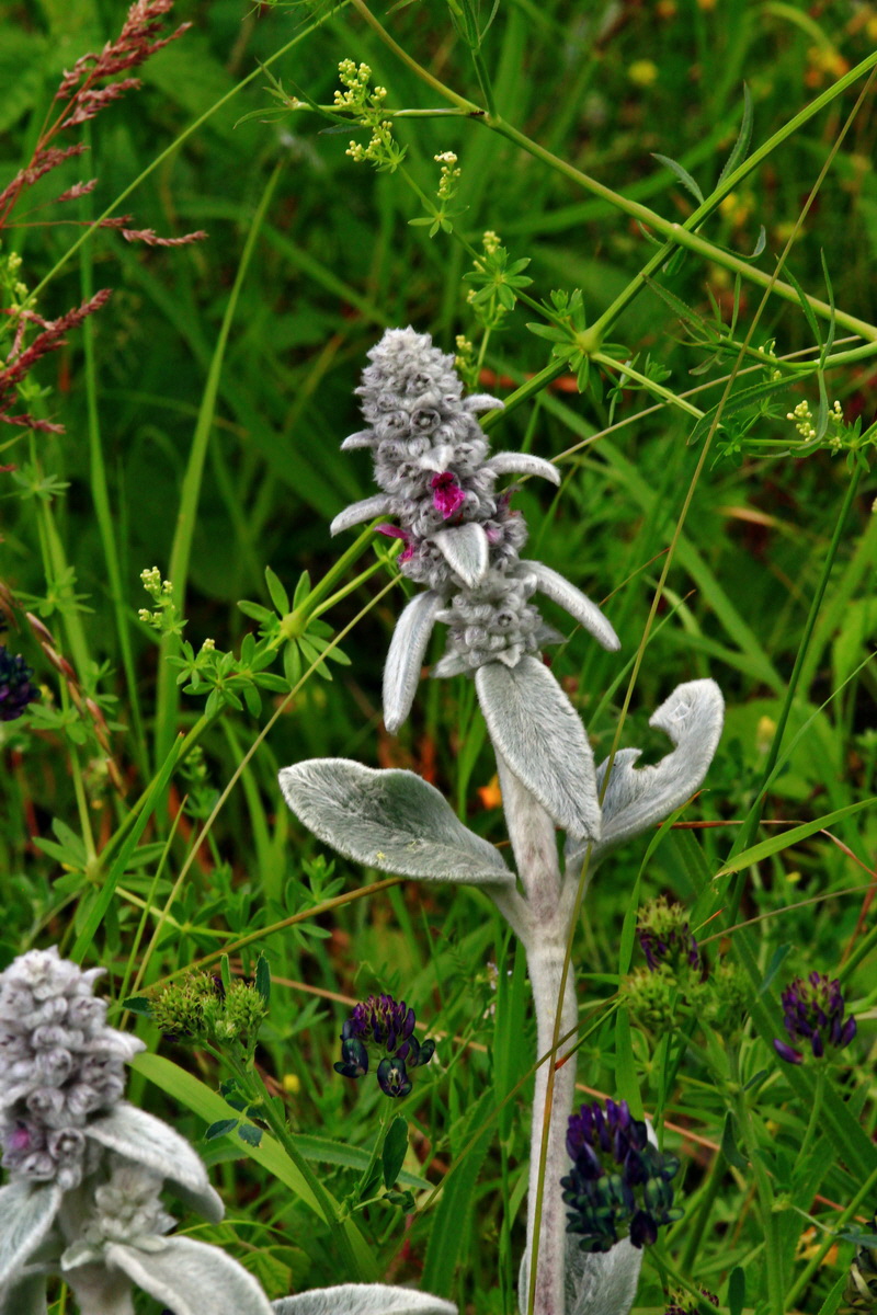 2013_06_24_00024341p_Bildgr��e �ndern