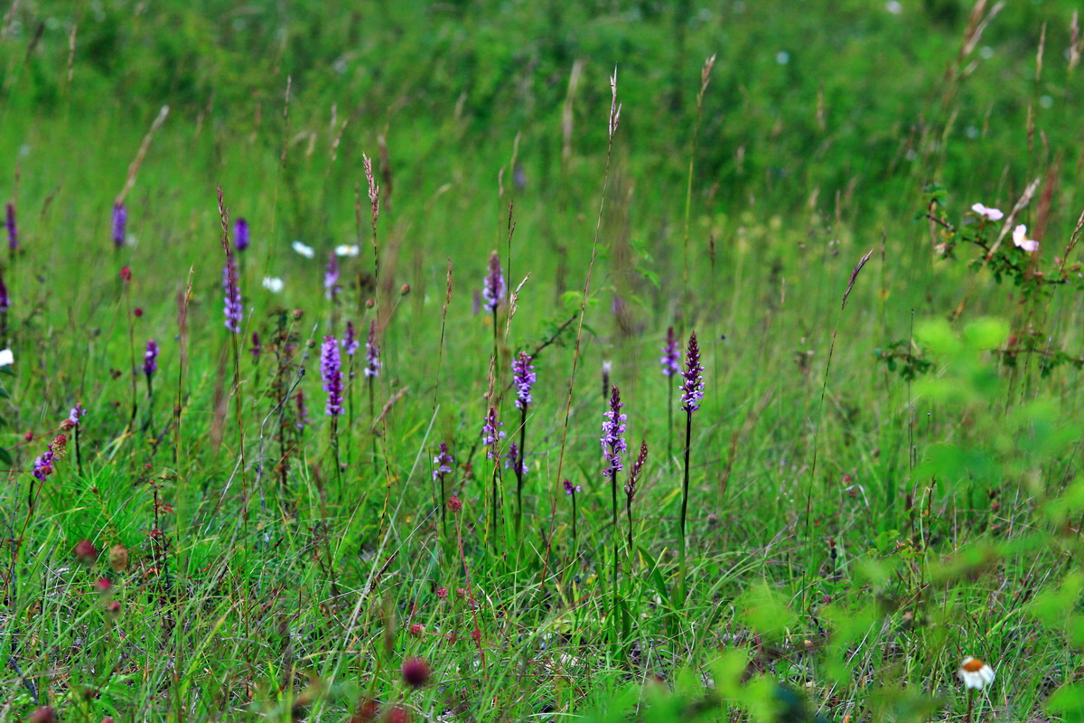 2013_06_25_00024350p_Bildgr��e �ndern