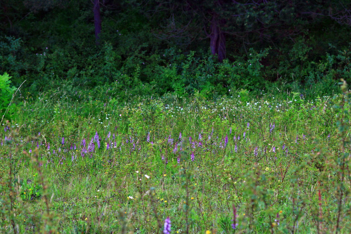 2013_06_25_00024389p_Bildgr��e �ndern