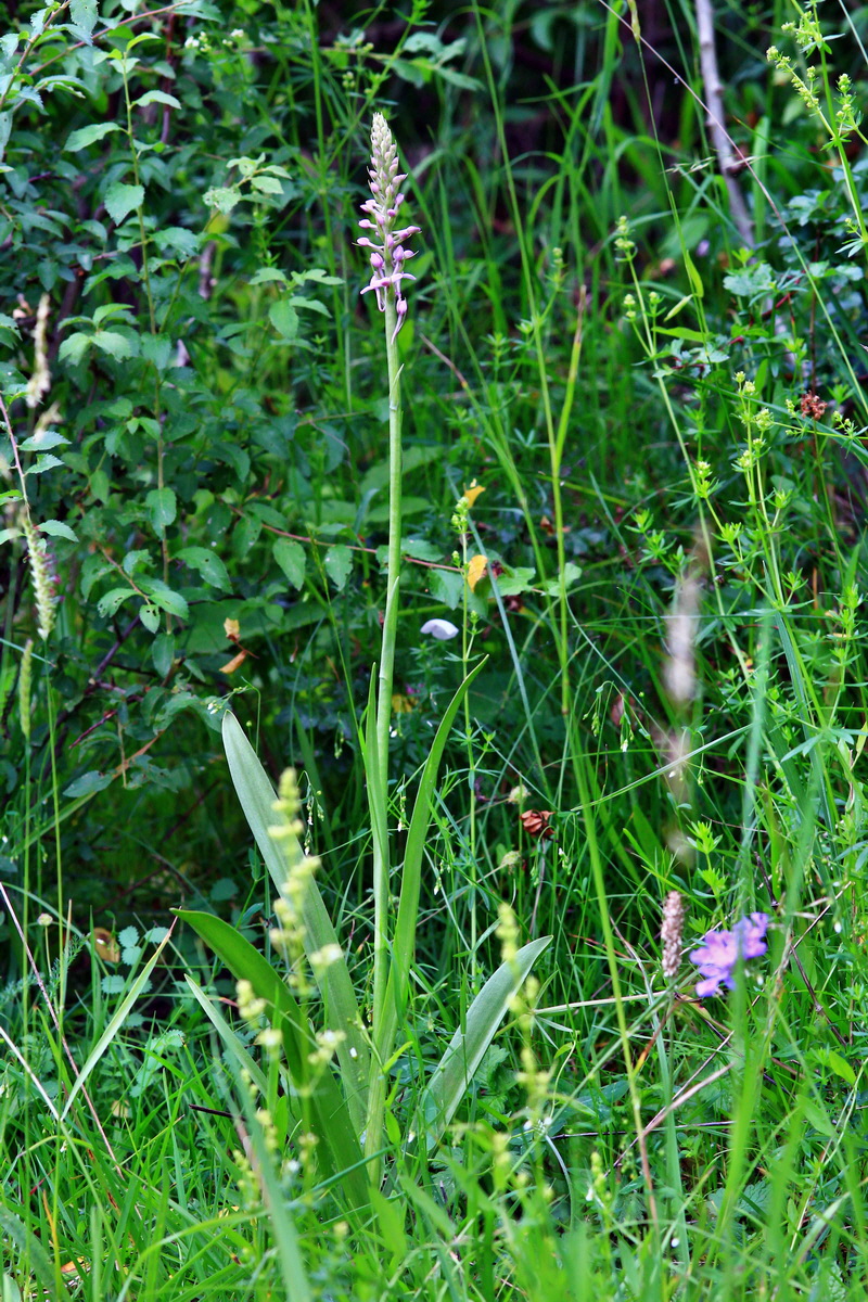 2013_06_25_00024411p_Bildgr��e �ndern