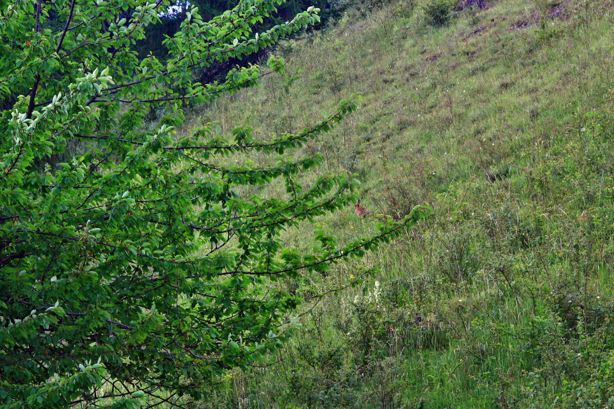 2013_06_25_00024436p_Bildgr��e �ndern