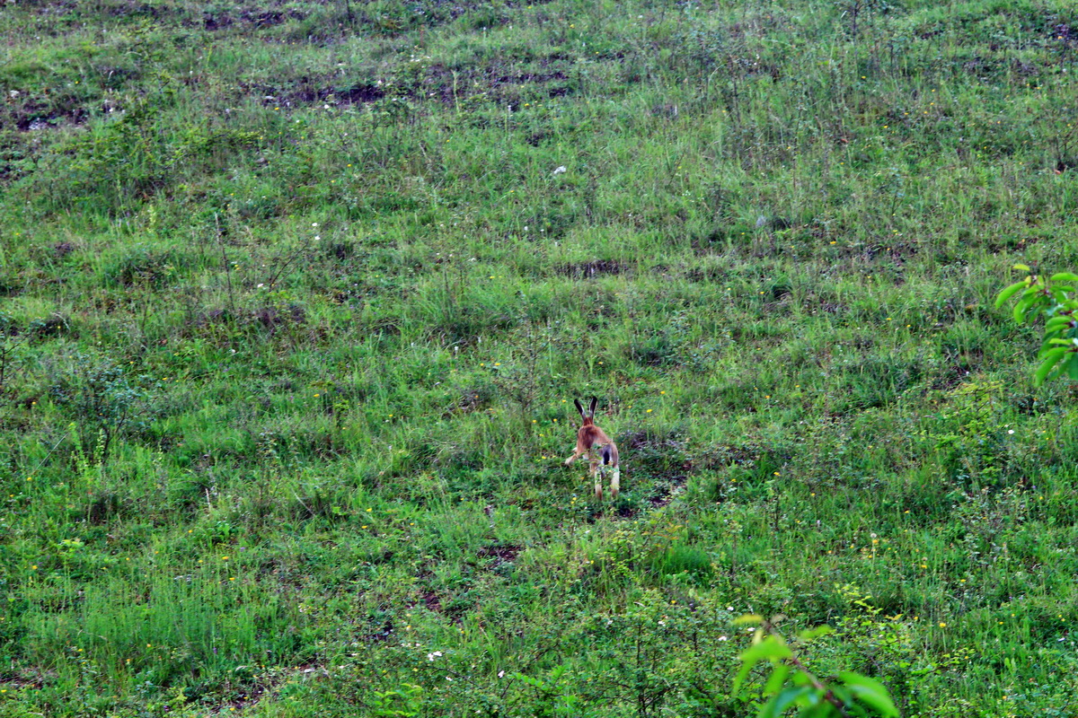 2013_06_25_00024445p_Bildgr��e �ndern