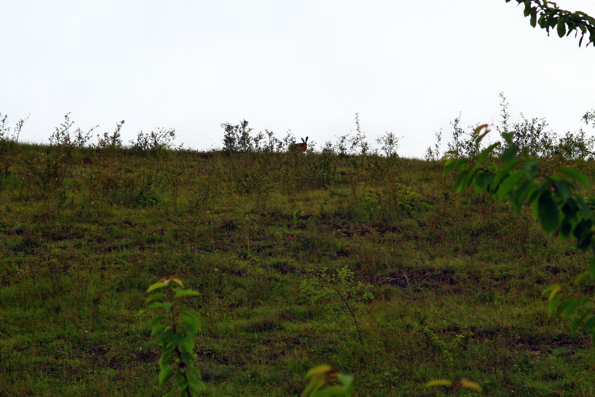 2013_06_25_00024459p_Bildgr��e �ndern