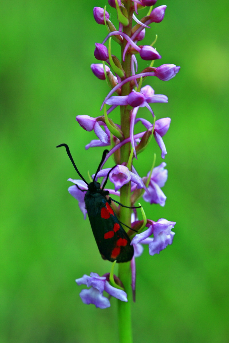 2013_06_25_00024482p_Bildgr��e �ndern