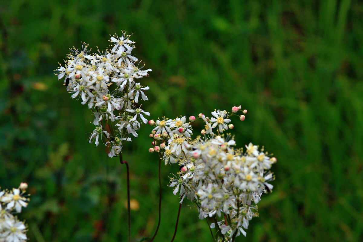 2013_06_25_00024501p_Bildgr��e �ndern