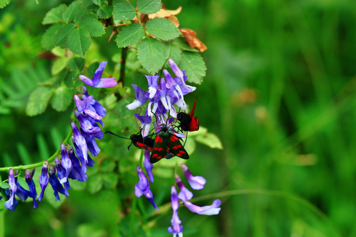 2013_06_25_00024507p_Bildgr��e �ndern