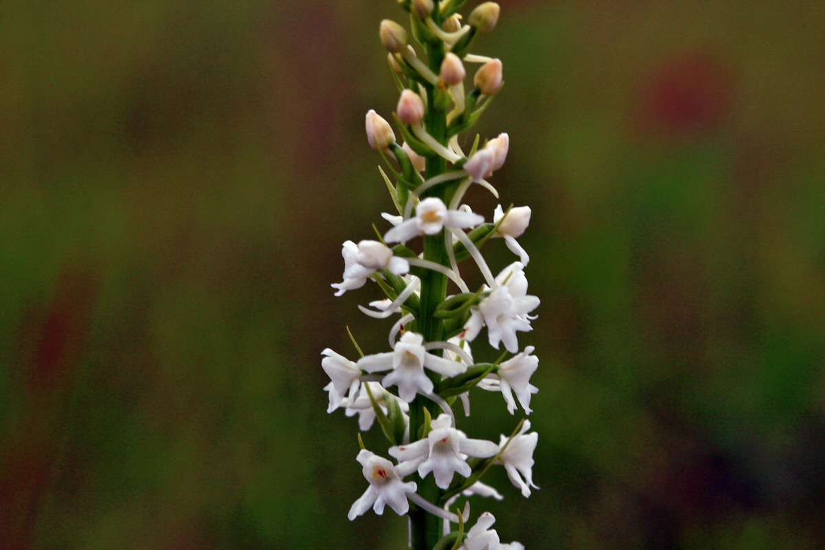 2013_06_25_00024538p_Bildgr��e �ndern