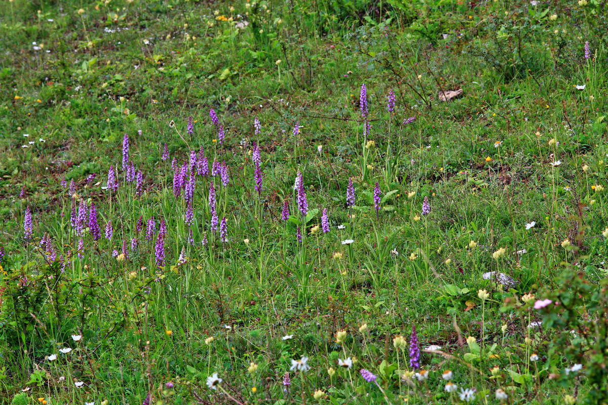 2013_06_25_00024561p_Bildgr��e �ndern