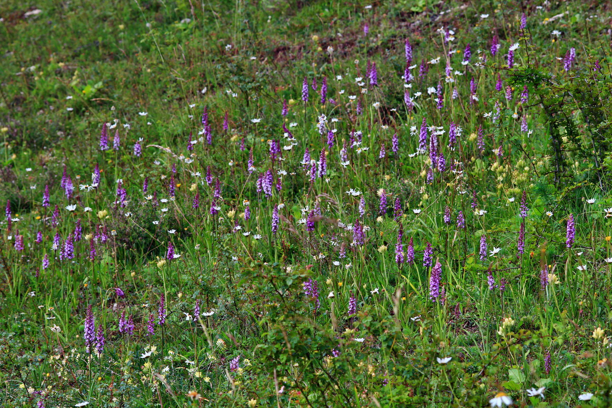 2013_06_25_00024573p_Bildgr��e �ndern