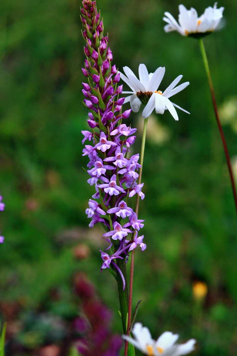 2013_06_25_00024587p_Bildgr��e �ndern