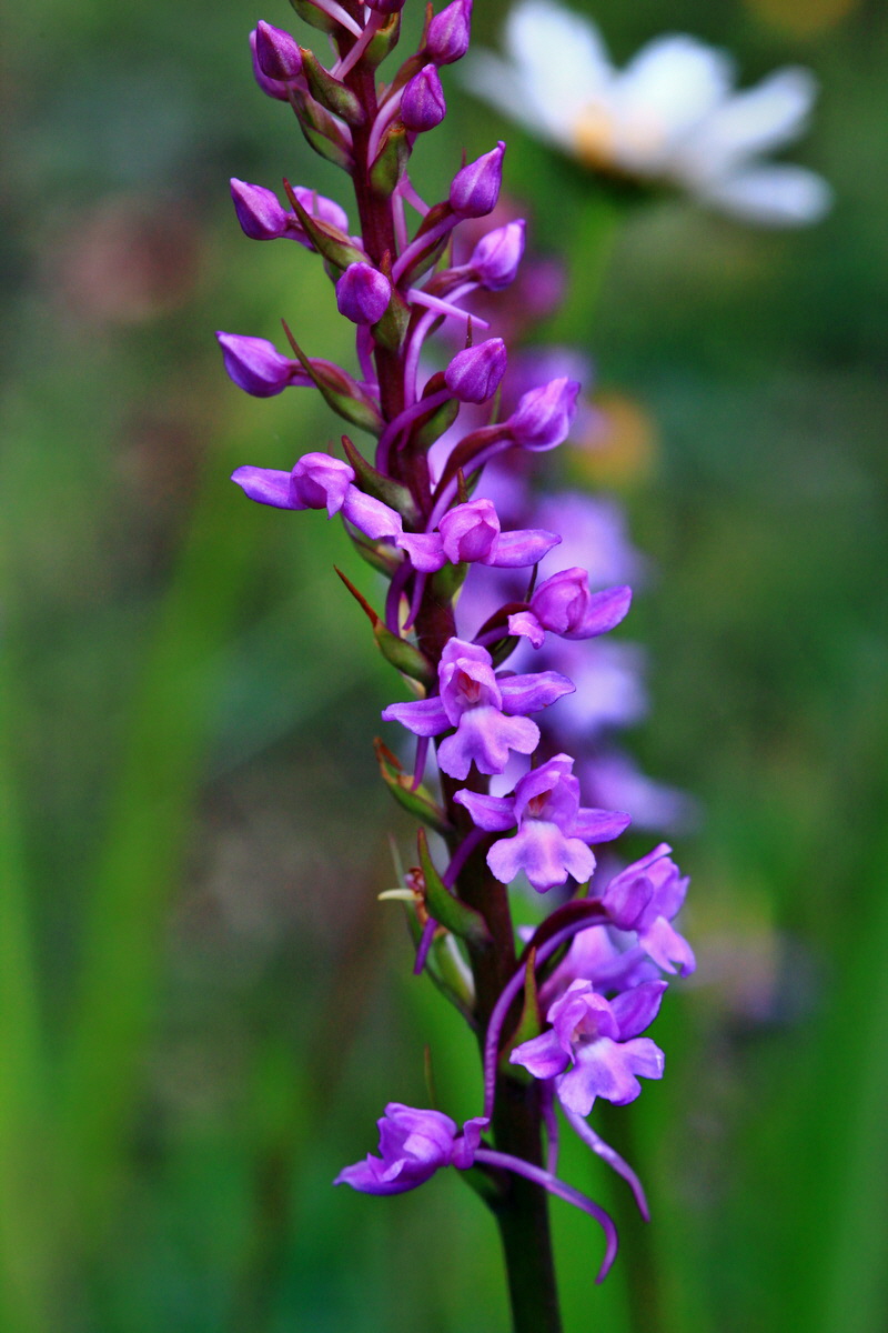 2013_06_25_00024593p_Bildgr��e �ndern