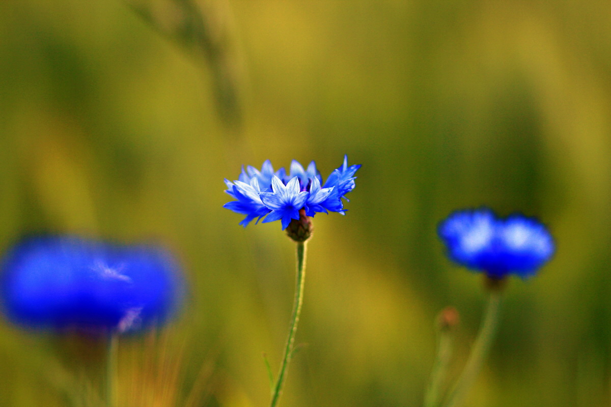 2013_06_28_00024764p_Bildgr��e �ndern