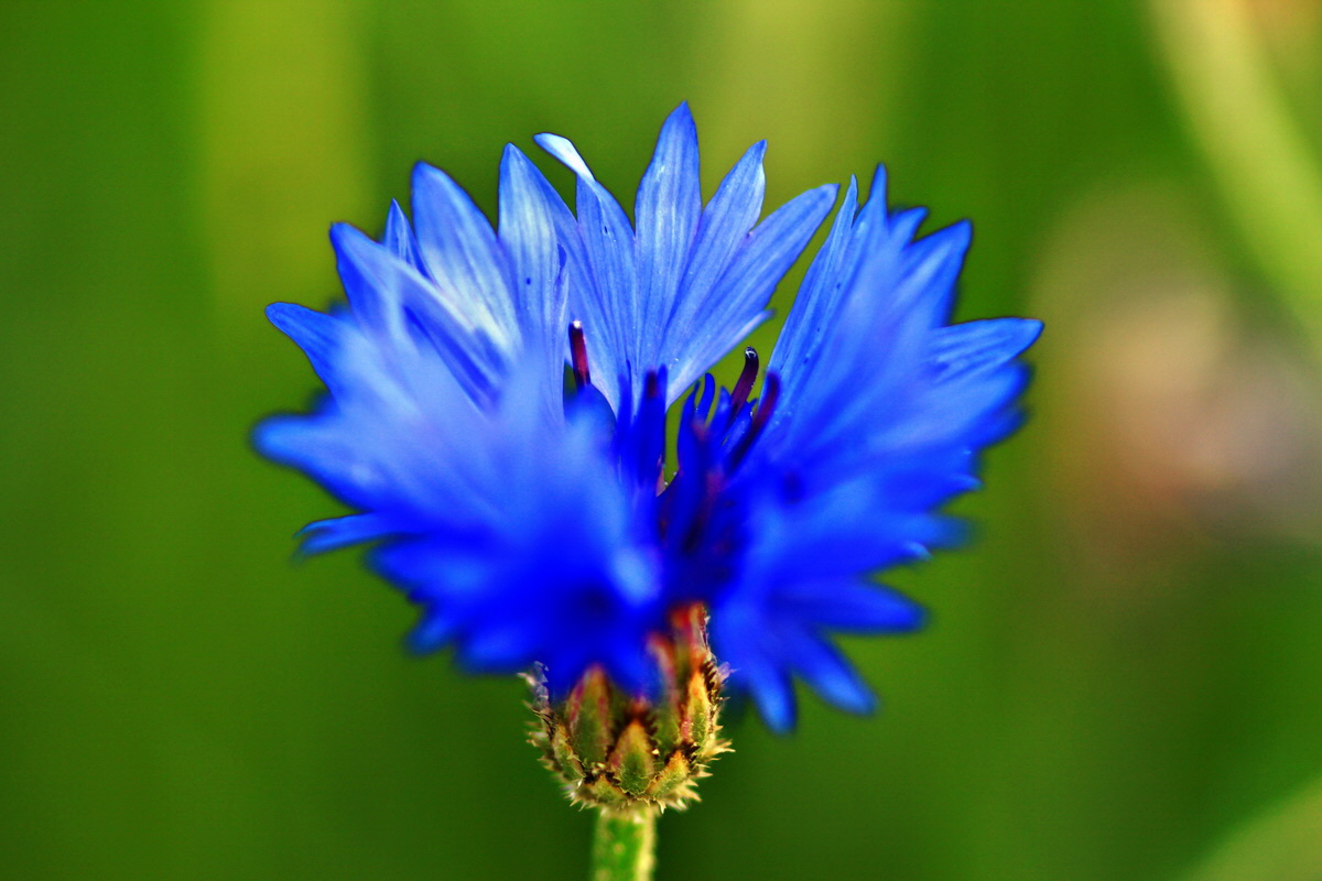 2013_06_28_00024771p_Bildgr��e �ndern