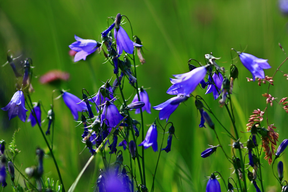 2013_06_28_00024777p_Bildgr��e �ndern