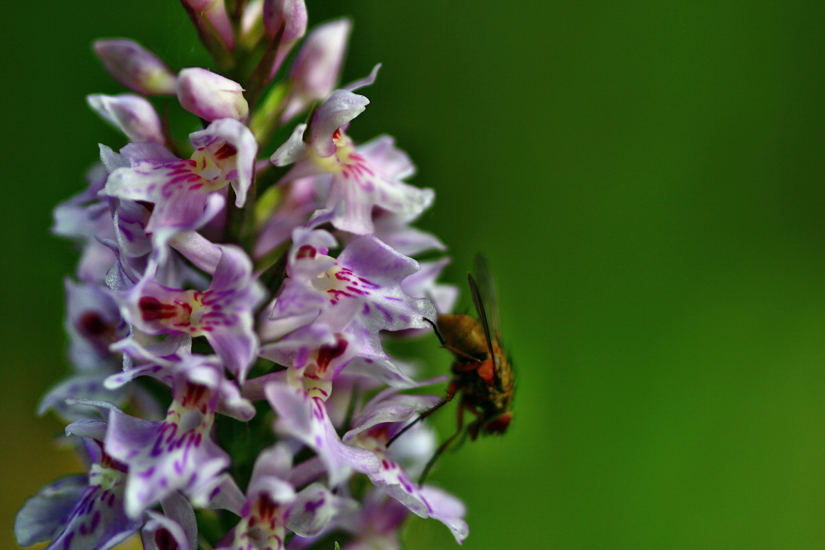 2013_06_28_00024783p_Bildgr��e �ndern