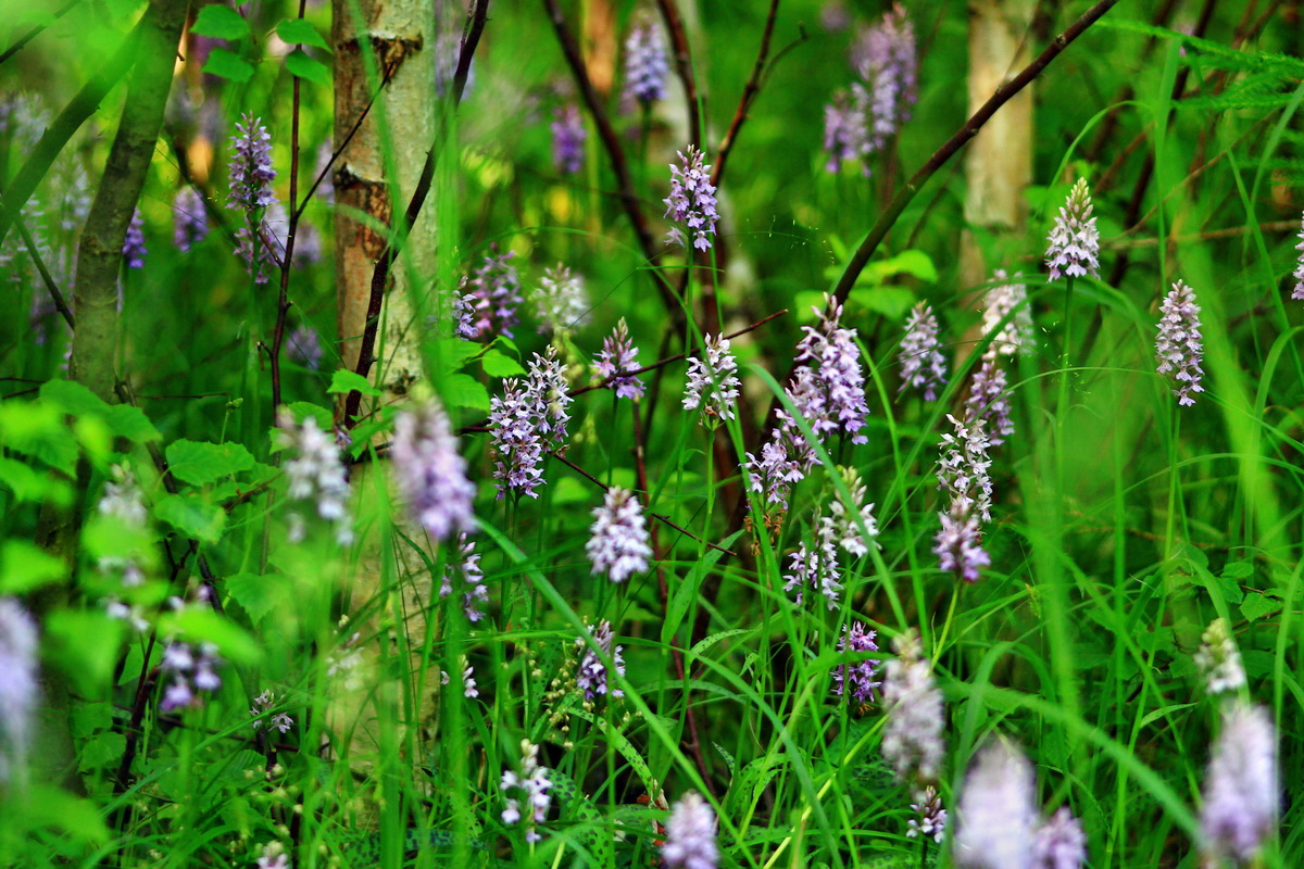 2013_06_28_00024790p_Bildgr��e �ndern