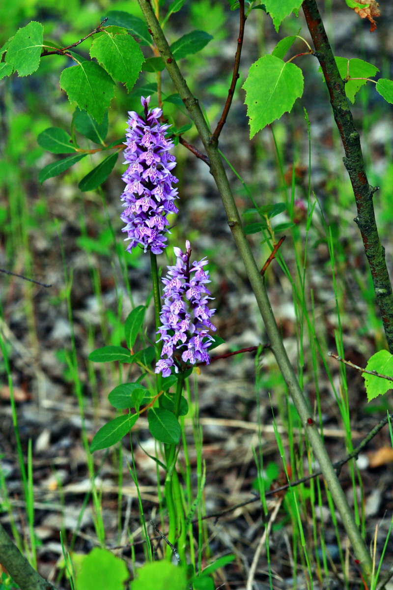 2013_06_28_00024825p_Bildgr��e �ndern