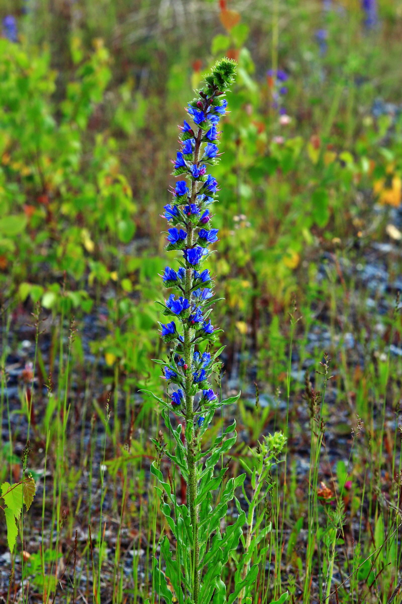 2013_06_28_00024826p_Bildgr��e �ndern