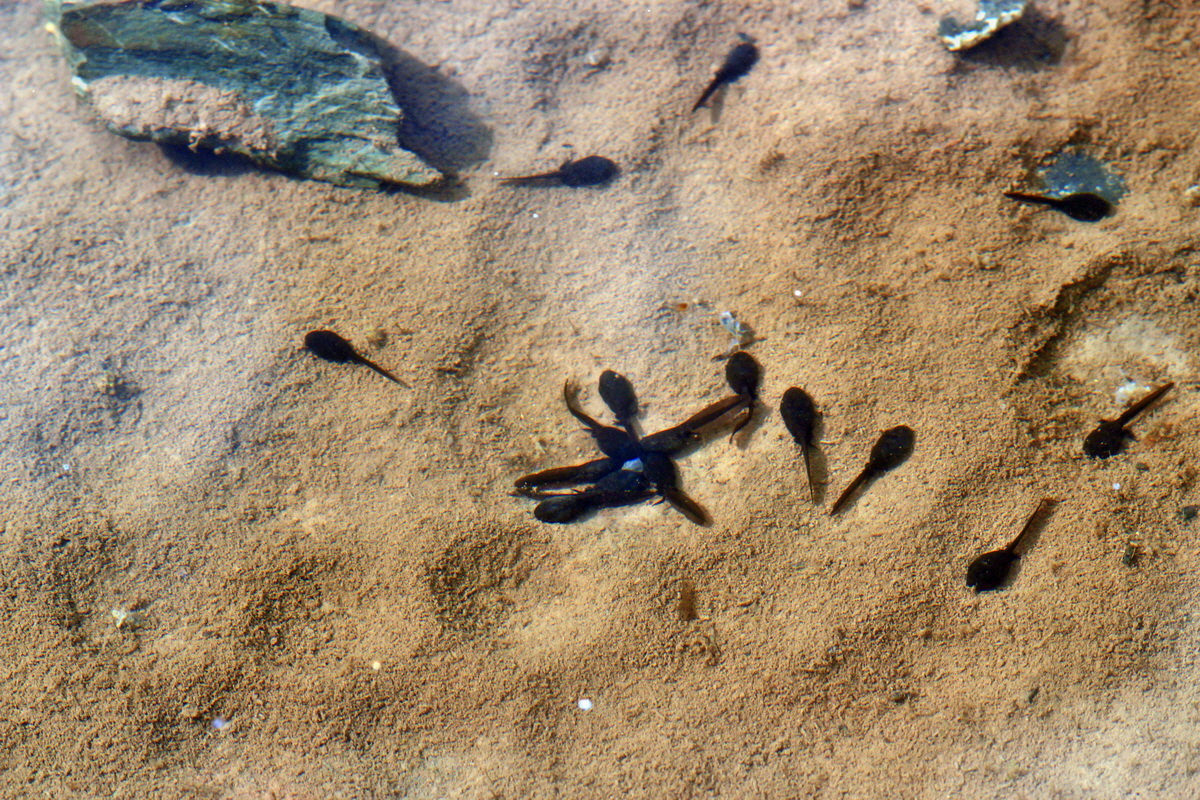 2013_06_28_00024897p_Bildgr��e �ndern