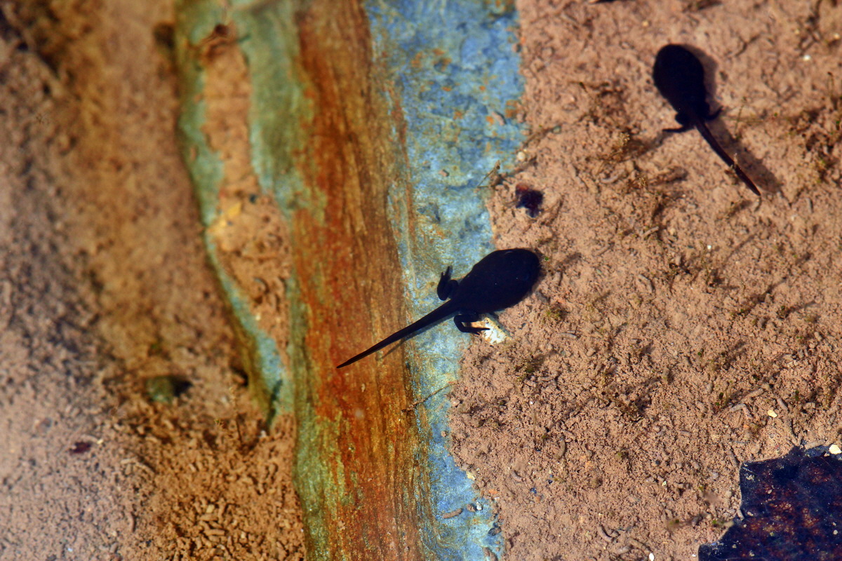 2013_06_28_00024900p_Bildgr��e �ndern