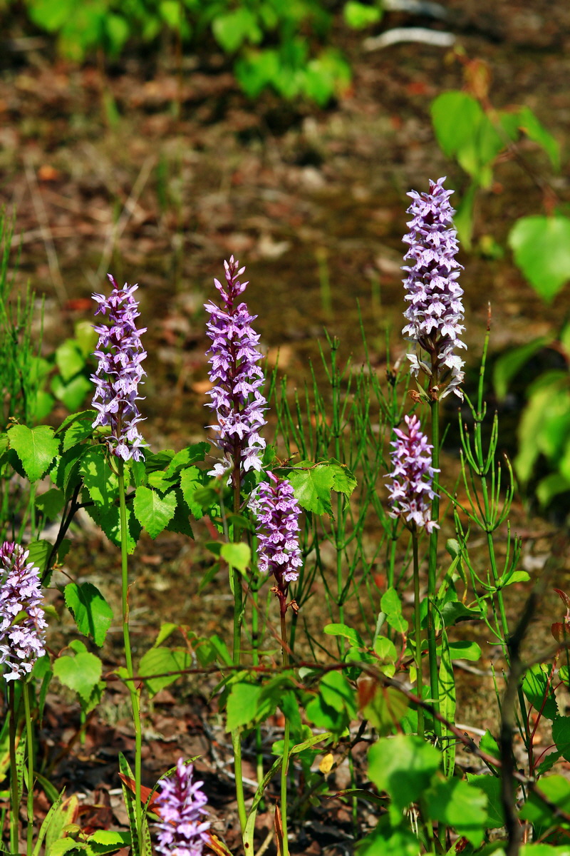 2013_06_28_00025026p_Bildgr��e �ndern