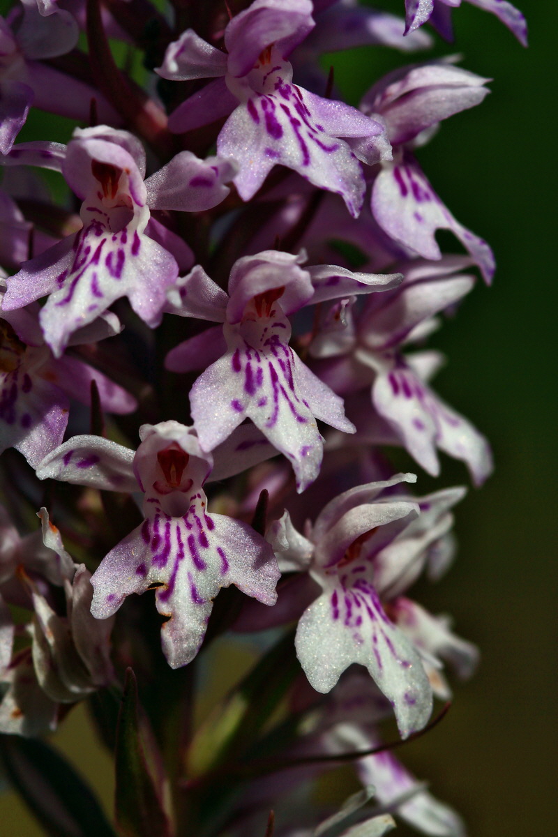 2013_06_28_00025035p_Bildgr��e �ndern