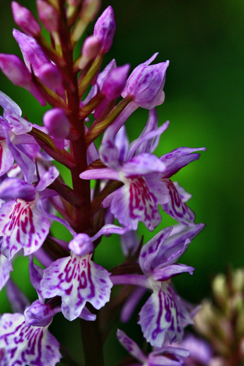 2013_06_28_00025053p_Bildgr��e �ndern