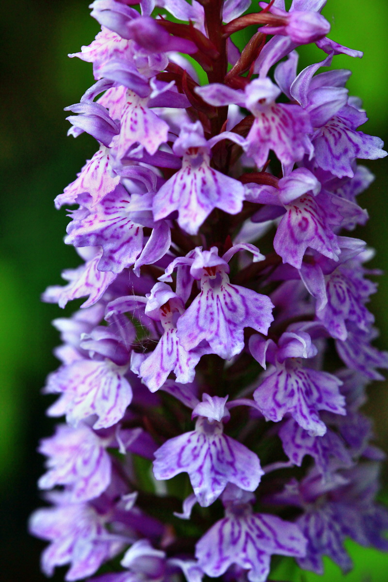 2013_06_28_00025056p_Bildgr��e �ndern