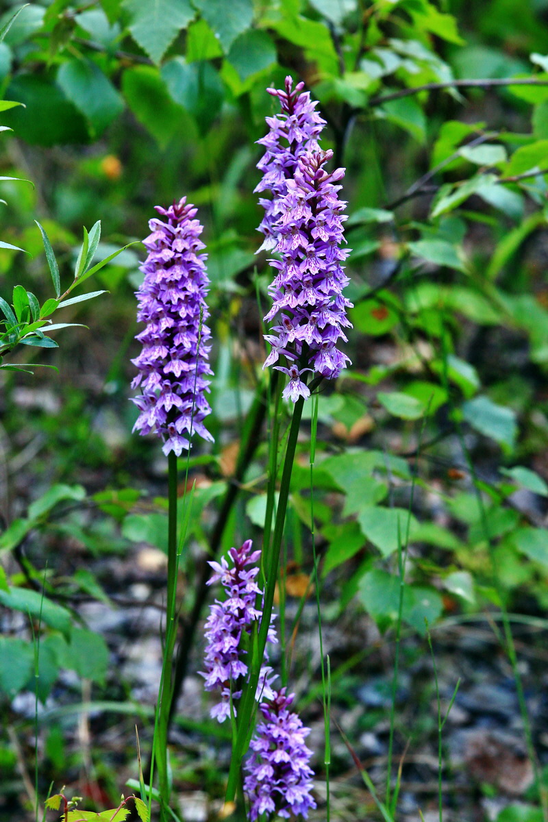 2013_06_28_00025060p_Bildgr��e �ndern