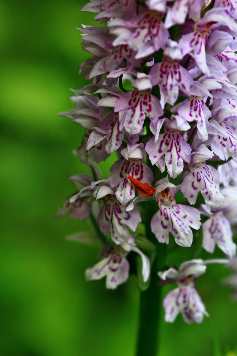 2013_06_28_00025065p_Bildgr��e �ndern