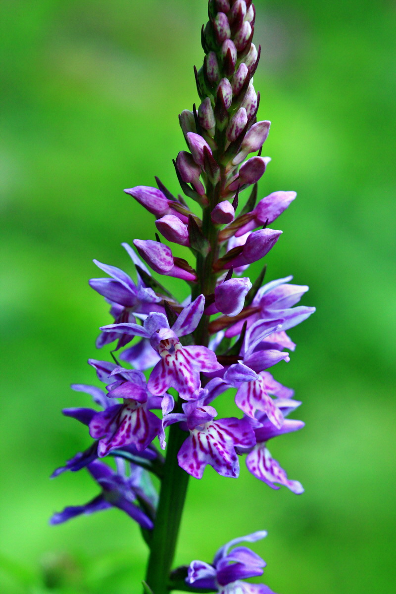 2013_06_28_00025074p_Bildgr��e �ndern