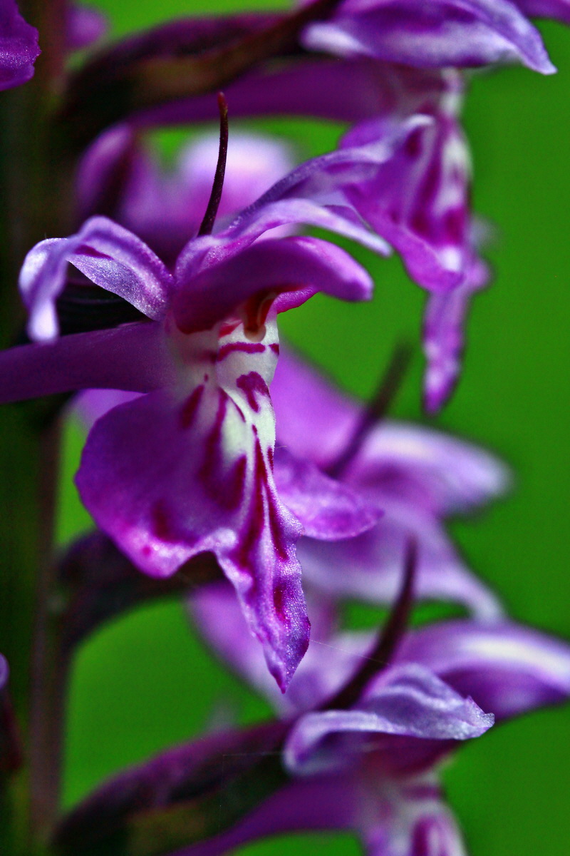 2013_06_28_00025077p_Bildgr��e �ndern