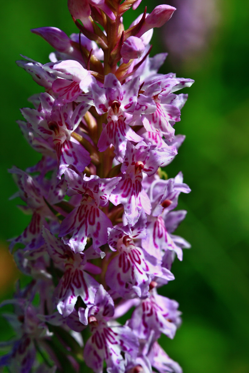 2013_06_28_00025082p_Bildgr��e �ndern