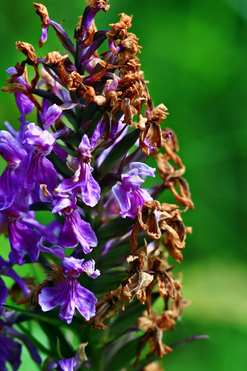 2013_06_28_00025084p_Bildgr��e �ndern