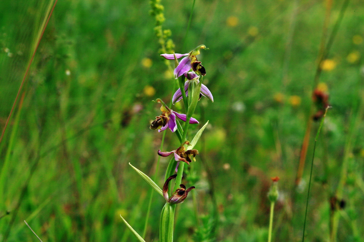 2013_06_30_00025124p_Bildgr��e �ndern