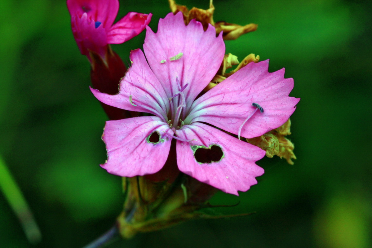 2013_06_30_00025173p_Bildgr��e �ndern