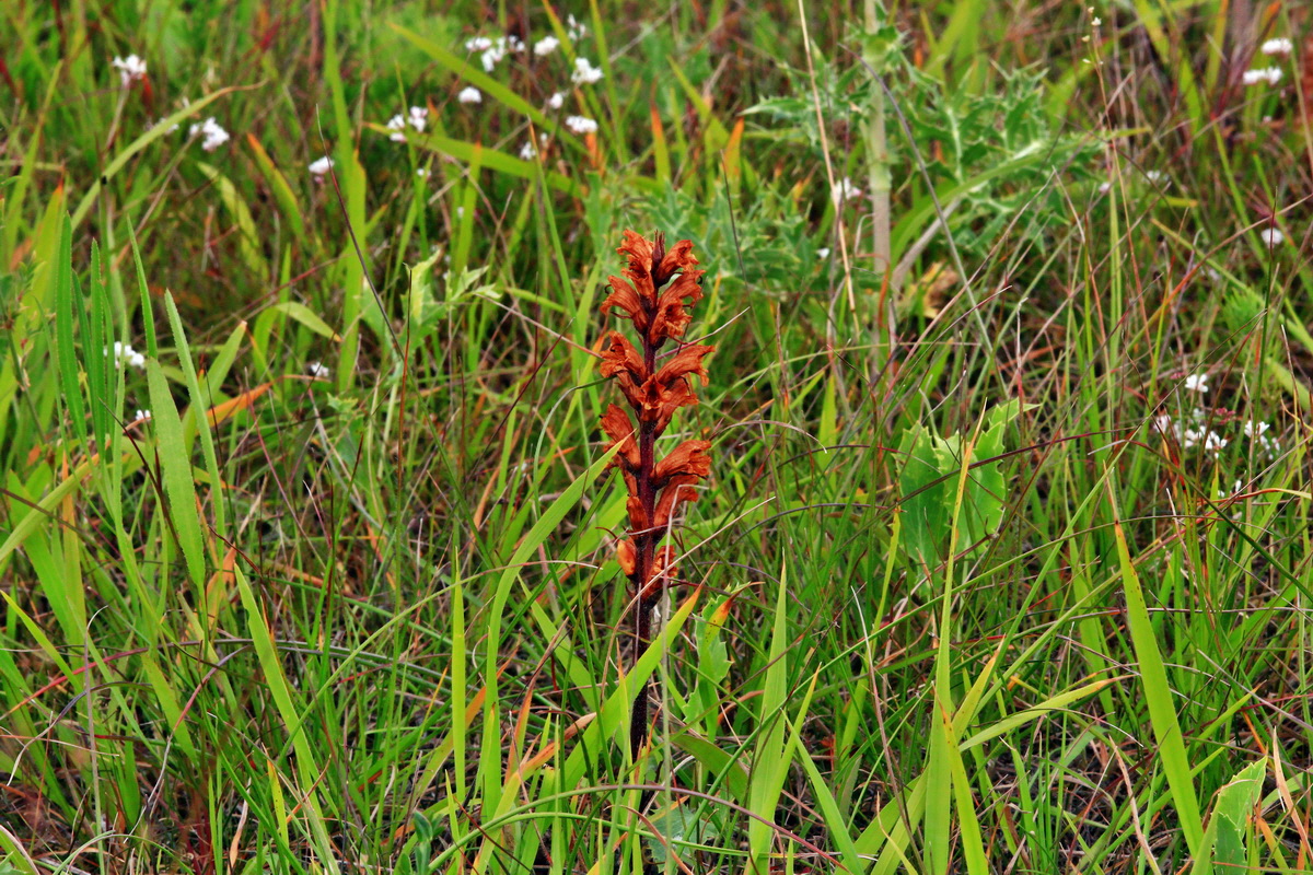 2013_06_30_00025186p_Bildgr��e �ndern