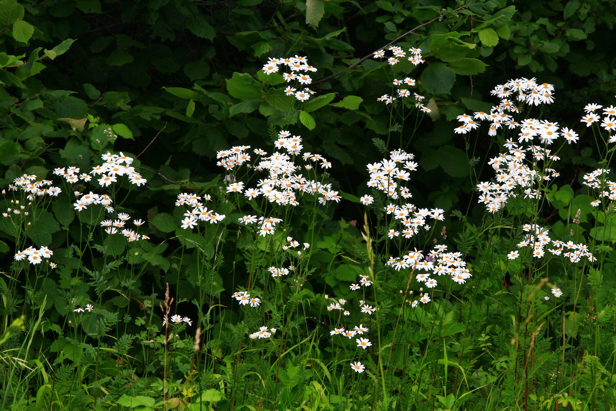 2013_06_30_00025209p_Bildgr��e �ndern