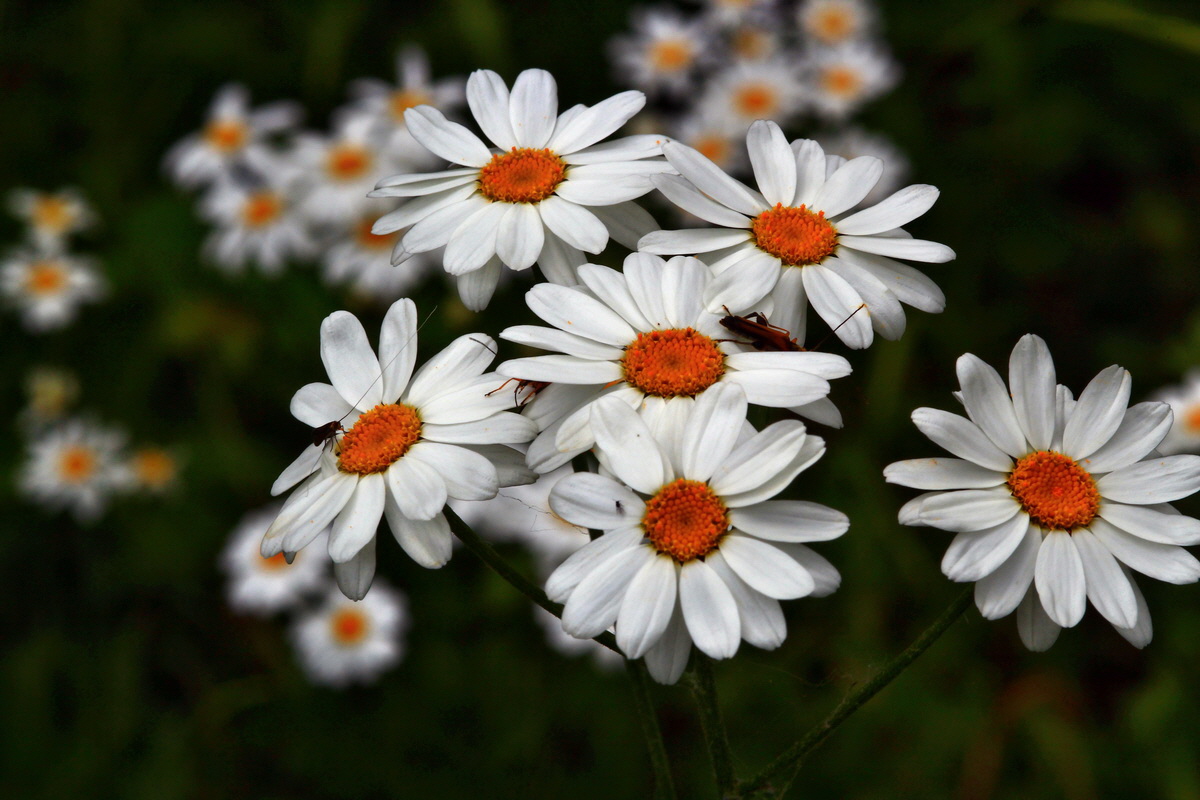 2013_06_30_00025215p_Bildgr��e �ndern